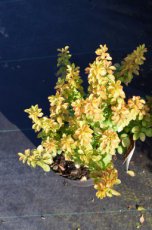 Berberis thunbergii  'Maria' ® (‘Sunjoy Gold Pillar’)-Zuurbes 25-30  C