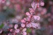 Berberis thunbergii 'Rose Glow' 30/40 C4 Berberis thunbergii ‘Rose Glow’ - Zuurbes  30-40  C4