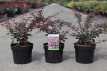 Berberis thunbergii 'Rose Glow' 30/40 C4 Berberis thunbergii ‘Rose Glow’ - Zuurbes  30-40  C4