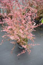 Berberis thunbergii ‘Rose Glow’ - Zuurbes  30-40  C4