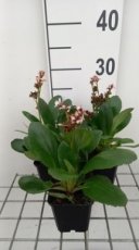 Bergenia hybr. 'Dragonfly Angel Kiss'® | Schoenlappersplant 30 P9