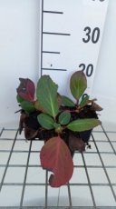 Bergenia hybr. 'Ouverture' | Schoenlappersplant 30 P9