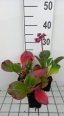 Bergenia purpurescens | Schoenlappersplant 40 P9