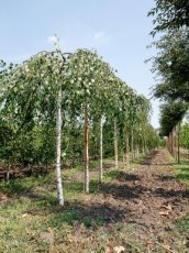 Betula nigra 'Summer Cascade'® 6/8 HA TREURBERK