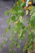 Betula pend.‘Youngii’ - afhaling - 8/10 HO C25 Betula pendula ‘Youngii’ - AFHALING -  8/10 HO C25 ECHTE BERK