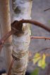 Betula pend.‘Youngii’ - afhaling - 8/10 HO C25 Betula pendula ‘Youngii’ - AFHALING -  8/10 HO C25 ECHTE BERK