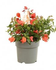 Bougainvillea 'Fire Balls' | Bougainville 20-25 C3