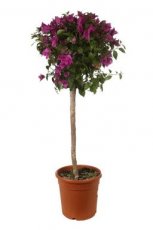 Bougainvillea glabra 'Sanderiana' - stam 50 cm Bougainvillea glabra 'Sanderiana' - stam 50 cm  | Bougainville