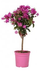 Bougainvillea glabra 'Sanderiana' - stam 20 cm Bougainvillea glabra 'Sanderiana' - stam 20 cm  | Bougainville
