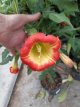 Brugmanisa su. 'Red Angel's Trumpet' 40/50 C4 Brugmanisa suaveolens 'Red Angel's Trumpet' 40-50 C4