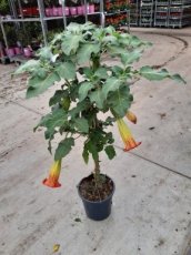 Brugmanisa suaveolens 'Red Angel's Trumpet' 40-50 C4