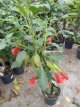 Brugmanisa su. 'Scarlet Angel's Trumpet' 40/50 C4 Brugmanisa suaveolens 'Scarlet  Angel's Trumpet' 40-50 C4