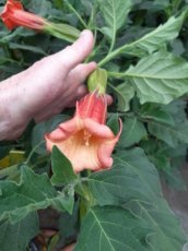 Brugmanisa suaveolens 'Scarlet  Angel's Trumpet' 40-50 C4