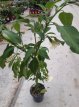 Brugmanisa suav. 'White Angel's Trumpet' 40/50 C4 Brugmanisa suaveolens 'White Angel's Trumpet' 40-50 C4