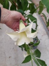 Brugmanisa suaveolens 'White Angel's Trumpet' 40-50 C4