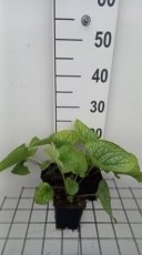 Brunnera macrophylla ‘Alexander's Great’ | Kaaps vergeet-me-nietje 40 P9