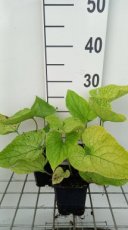 Brunnera macrophylla ‘Dianes Gold’ | Kaaps vergeet-me-nietje 40 P9