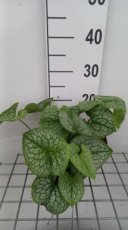 Brunnera macrophylla ‘'Jack of Diamonds' | Kaaps-vergeet-me-nietje 50 P9