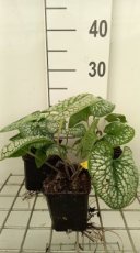 Brunnera macrophylla ‘Sea Heart’® | Kaaps-vergeet-me-nietje 30 P9