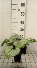 Brunnera macrophylla ‘Silver Heart’® | Kaaps-vergeet-me-nietje 30 P9