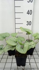 Brunnera macrophylla 'Silver Spear' | Kaaps-vergeet-me-nietje 30 P9