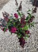 Buddleja dav.'Funky Fuchsia' Buddleja davidii 'Funky Fuchsia' - roze-rood - Vlinderstruik 25-30 C3
