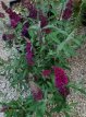 Buddleja dav.'Funky Fuchsia' Buddleja davidii 'Funky Fuchsia' - roze-rood - Vlinderstruik 25-30 C3