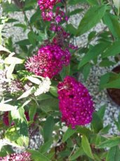 Buddleja davidii 'Funky Fuchsia' - roze-rood - Vlinderstruik 25-30 C3