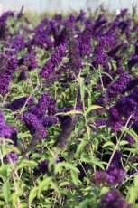 Buddleja dav. 'Reve de Papillon Lavender'® 40-60 C
