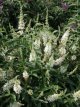 Buddleja davidii ‘Argus White'® 30/40 C3 Buddleja davidii ‘Argus White'® - Vlinderstruik 30-40 C3