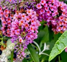 Buddleja weyeriana 'Flower Power' - Vlinderstruik 30-40 C3