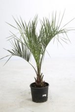 Butia capitata | Geleipalm 100-125 C20