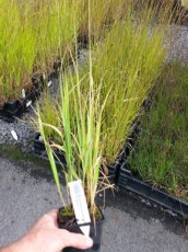 Calamagrostis x acutiflora ‘Karl Foerster’ | Struisriet 125 P9