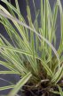 Calamagrostis acutiflora ‘Overdam’ P9 Calamagrostis x acutiflora ‘Overdam’ | Struisriet 125 P9