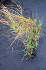 Calamagrostis x acutiflora 'Waldenbuch' P9 Calamagrostis x acutiflora 'Waldenbuch' | Struisriet 150 P9