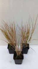 Calamagrostis arundinacea 'Sirocco' | (WINTERGROEN)  80 P9