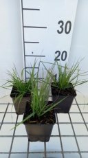 Calamagrostis epigejos | Duinriet 125 P9