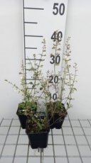 Calamintha nepeta 'Weisser Riese' | Bergsteentijm 40 P9