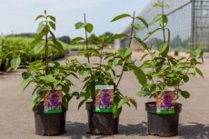 Callicarpa bodinieri 'Imperial Pearl' - Schoonvrucht 30-40 C3