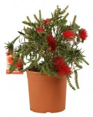 Callistemon Masotti 'Mini Red' | Lampenpoetser  25-30 C4