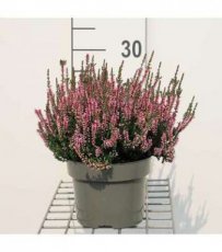 Calluna vulg. 'Pink Alecia' 20/25 C1.5 Calluna vulgaris 'Pink Alecia' | Struikheide-Bezemheide 20-25 C1.5