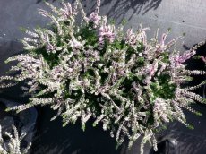 Calluna vulgaris 'Pink' | Struikheide-Zomerheide 25 P10