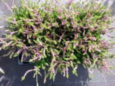 Calluna vulg. 'Red' Calluna vulgaris 'Red' | Struikheide-Zomerheide 25 P10