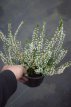 Calluna vulg. 'White Lawn' 12 st. P10 Calluna vulgaris 'White Lawn' -12 STUKS | Struikheide-Bezemheide 15-20 P10