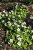 Caltha palustris 'Alba' Caltha palustris 'Alba' |  Witte dotterbloem  20-25  P9