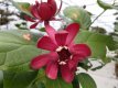 Calycanthus raulstonii 'Aphrodite' 125/150 C20 Calycanthus raulstonii 'Aphrodite' - Specerijstruik 125-150 C20