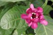 Calycanthus raulstonii 'Aphrodite' 80/100 C10 Calycanthus raulstonii 'Aphrodite' - Specerijstruik 80-100 C10