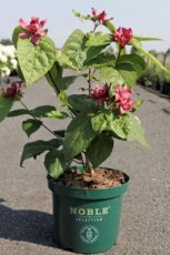 Calycanthus raulstonii 'Hartlage Wine' 30/40 C4 Calycanthus raulstonii 'Hartlage Wine' - Specerijstruik 30-40 C4