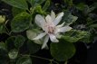 Calycanthus 'Venus' 30/40 C Calycanthus 'Venus' (=Sinocalycanthus) - Specerijstruik 30-40 C