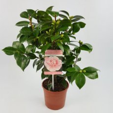 Camellia japonica 'Bonomiana' - Theeplant 30-40 C3